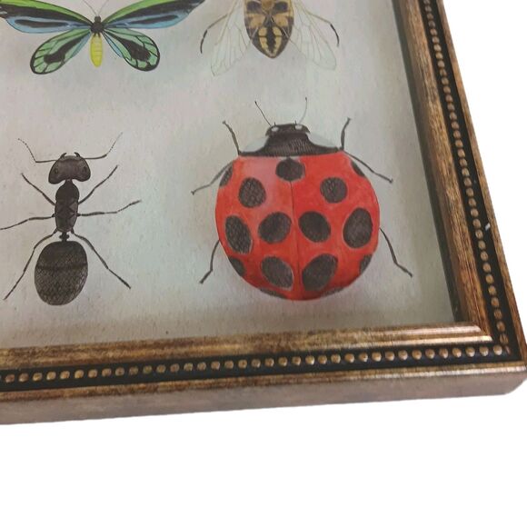 Bug Collection Framed Wall Art Print Butterflies & Insects Kirklands 15" X 11.5" - Picture 11 of 16